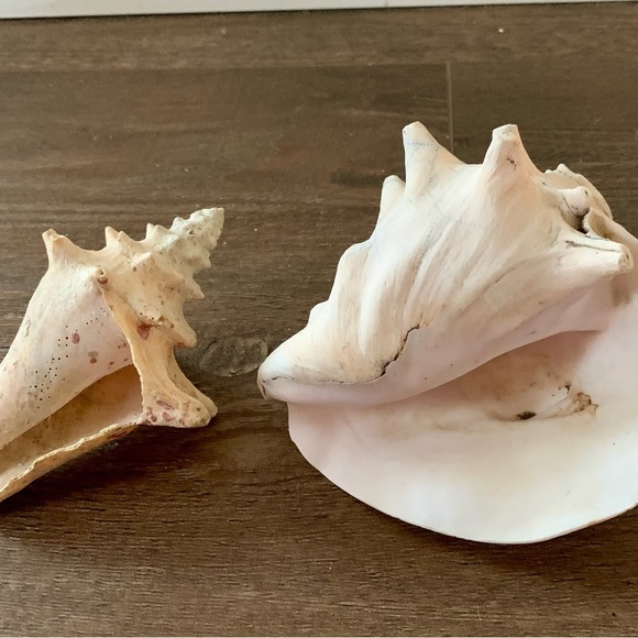 Sea Shell of 2 - Picture 9 of 10